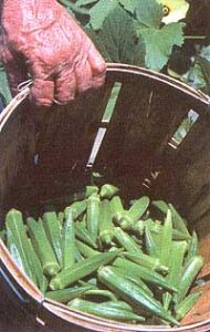 How to Grow, Harvest and Preserve Okra Image
